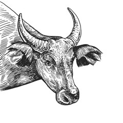 Realistic portrait of farm animal Cow. Vintage engraving. Black and white hand drawing. Vector