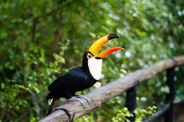 Naklejka premium Ramphastos toco
