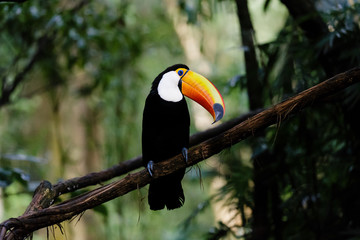 Naklejka premium Ramphastos toco