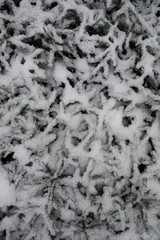 Winter forest. Landscape of winter forest on a sunny day. Snow-c