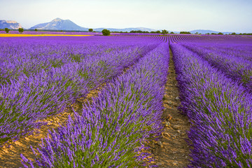 Fototapeta na wymiar huge lavender fields to the horizon in the region around Valensole, Provence, France