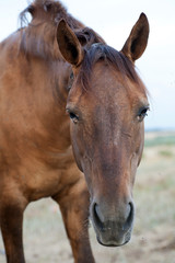 Fototapeta na wymiar Old Brown Horse on a Farm