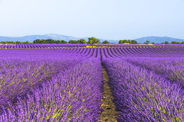 huge lavender fields to the horizon in the region around Valensole, Provence, France