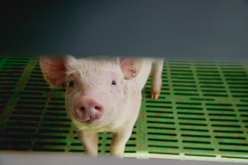 Little pig a modern farm © zatruto