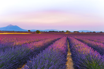 lavender fields at sunset time in the Valensole region, Provence, France, golden hour, intensive...