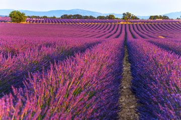 Fototapeta na wymiar lavender fields at sunset time in the Valensole region, Provence, France, golden hour, intensive colour in evening light