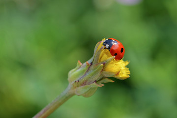 Ladybug is on yellow flower.