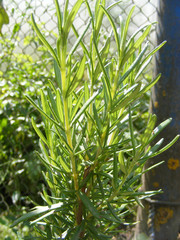 vertical photo of rosemary close up