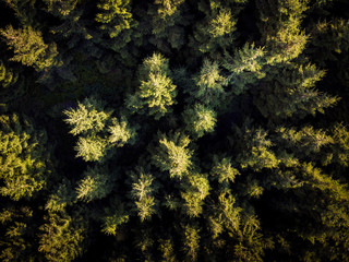 Aerial photo of an evergreen forest during golden hour