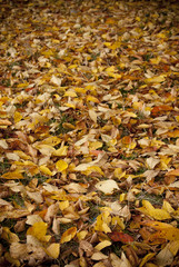Autumn yellow leafs
