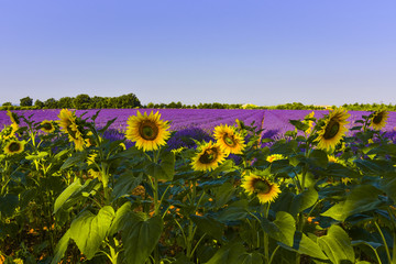 lavender fields with sun flowers, Provence, France, near Sainte-Croix-du-Verdon, department Alpes-de-Haute-Provence, region Provence-Alpes-Côte d’Azur