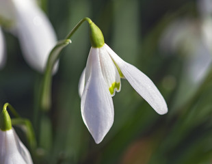 Snowdrop