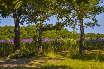 Fototapety na wymiar - Fototapeta24.pl