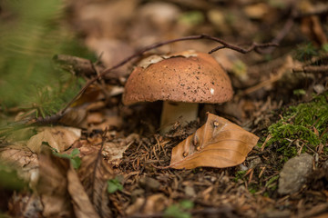 forest mushrooms fungus