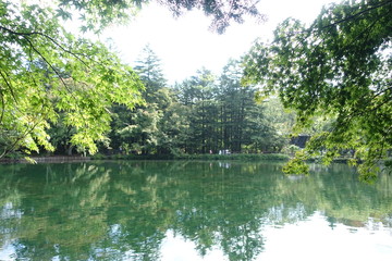 Green maple leaves reflected on water surface at Kumaboike (Kumabo Pond) at Karuizawa, Japan.