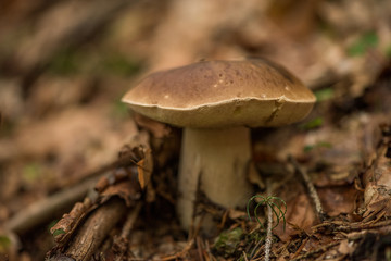 wild porcini mushroom in a forest