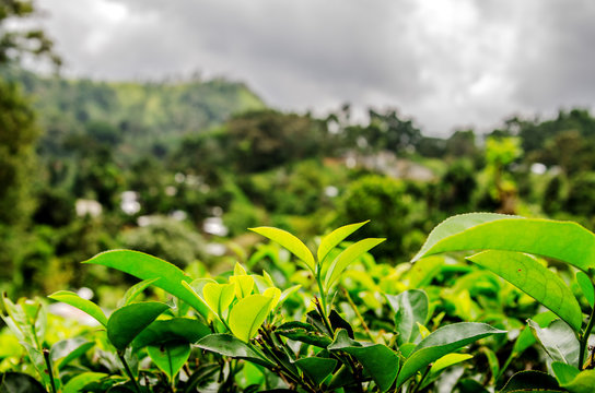 Tea leaves on the background of a plantation and a stormy sky. Nuwara Eliya. Sri Lanka.
