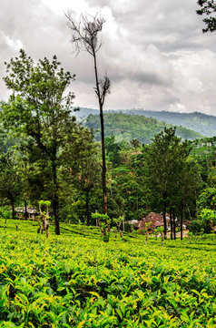 A stormy sky above the tea plantations. Nuwara Eliya. Sri Lanka.
