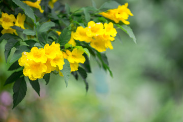 Close up beautiful flower in garden nature background.