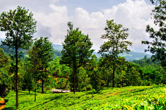 Tea plantations. Nuwara Eliya. Sri Lanka.
