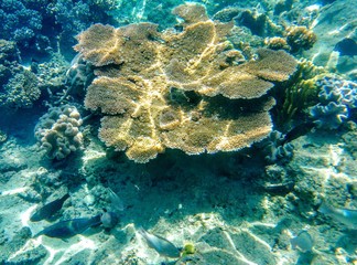 Coral reef with tropical fish