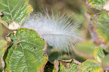 Vogelfeder in Strauch