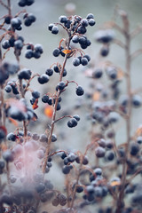 hoarfrost on berries