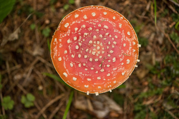 Amanita muscaria, commonly known as the fly agaric or fly amanita, is a basidiomycete mushroom, one of many in the genus Amanita. It is also a muscimol mushroom.