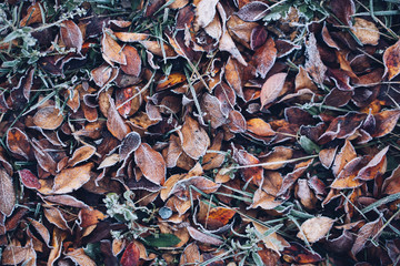 Leaf And Grass With Frost