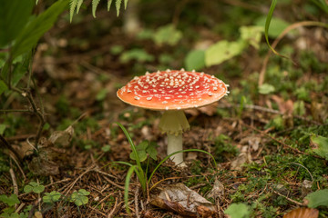 Amanita muscaria, commonly known as the fly agaric or fly amanita, is a basidiomycete mushroom, one of many in the genus Amanita. It is also a muscimol mushroom.