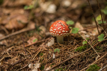 Amanita muscaria, commonly known as the fly agaric or fly amanita, is a basidiomycete mushroom, one of many in the genus Amanita. It is also a muscimol mushroom.