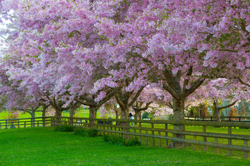 Springtime in Rotorua - Blossoms
