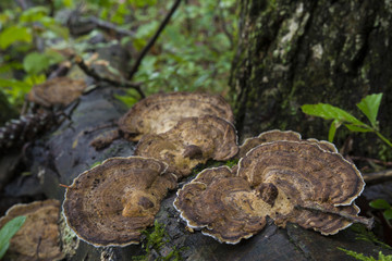 Trametes versicolor, Or Turkey Tail Fungus Growing On Dead Log In Pennsylvania Forest