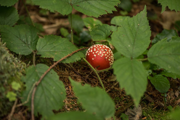 Amanita muscaria, commonly known as the fly agaric or fly amanita, is a basidiomycete mushroom, one of many in the genus Amanita. It is also a muscimol mushroom.