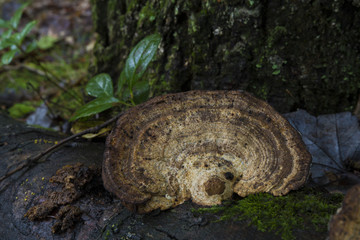 Trametes Versicolor, Or Turkey Tail Fungus Groeing Naturally In Pennsylvania Wilds