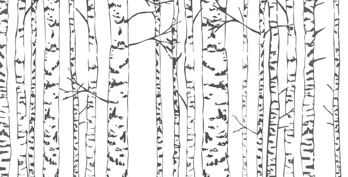 Birch trees sketch