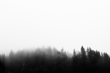 Fototapeta na wymiar Treetops black and white