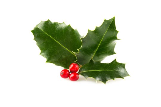 Christmas Holly Isolated on White