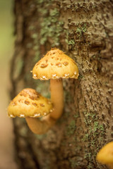 yellow fungus mushroom groving on a tree log bark 
