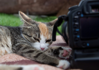 Katze bei der Arbeit