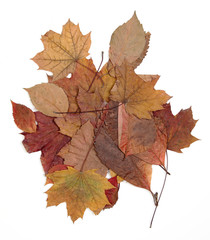 toplanmış sonbahar yaprakları