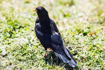 crow on grass