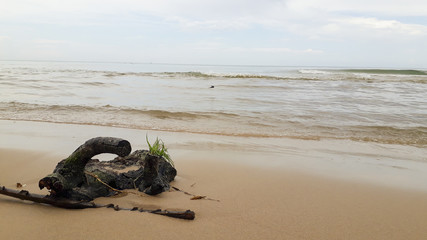 Obraz premium Palm tree branches on the shore of a beach after a storm.