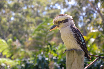 Kookaburra wild Australia
