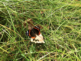 Multicolored butterfly on green grass meadow.