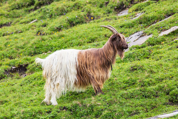 Obraz premium goat on a meadow