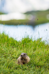 marmot rodent