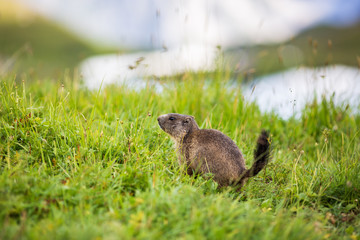 marmot rodent