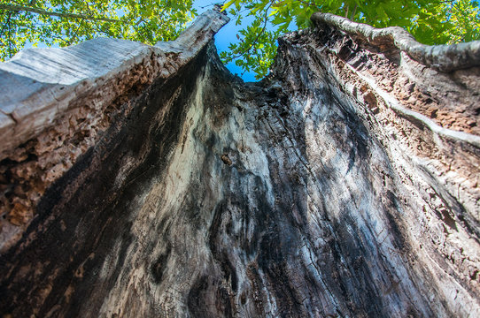 paravento naturale