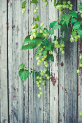 detail of hop cones on a rustik style wooden background